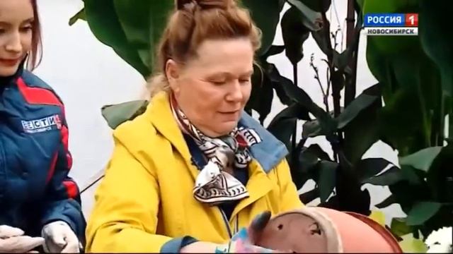 20171118 Пересадка комнатных растений. Шубина Людмила Николаевна Сад Шубиной смотреть онлайн