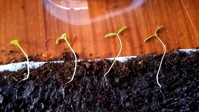 Рассада томатов остановилась в росте? Спасаем рассаду томатов! смотреть онлайн