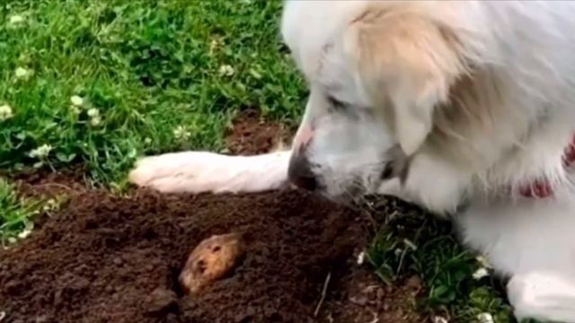 Хозяева не могли понять, почему собака ждет у ямы, но через мгновенье всё стало ясно смотреть онлайн