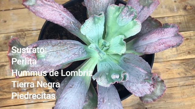 Cómo cuidar la Echeveria Culibra 👩🌾 Sol, Riego y Sustrato 🐍 смотреть онлайн