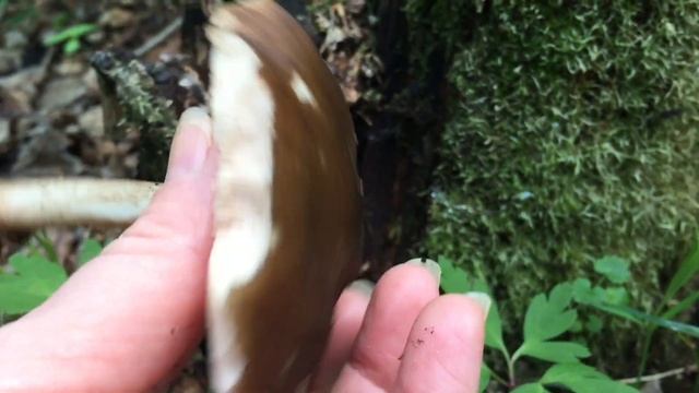 Грибная вылазка в мае. Лесной секретик. Салат из эксидии железистой и медуницы. Трускавец. смотреть онлайн