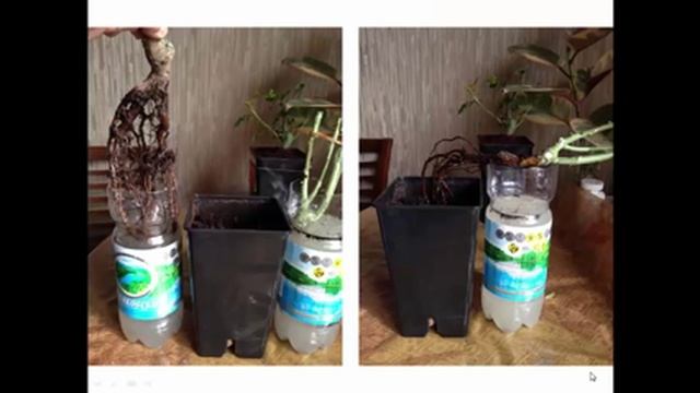 Купила розу в коробке.Как сохранить ? Посадка роз из коробок. смотреть онлайн