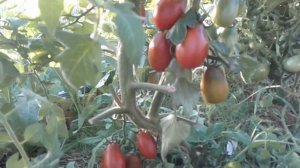 Томат ГРАНАТОВАЯ КАПЛЯ