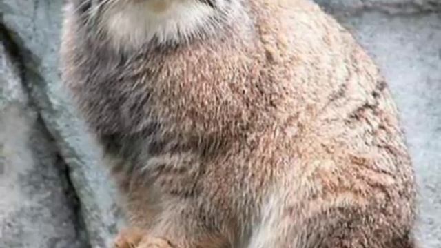 Бедный кот манул смотреть онлайн