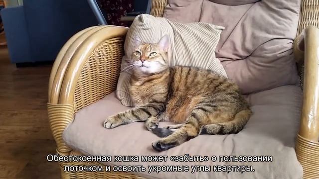 Как отучить кошку гадить в неположенном месте? смотреть онлайн