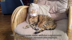 Как отучить кошку гадить в неположенном месте?