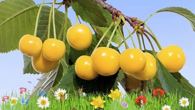 Черешня обыкновенная Рондо ? Обзор: посадка и уход. саженцы, крупномеры: описание и особенности