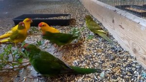 Попугаи Какарики.