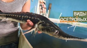 Виды осетровых. Рыбная ферма Живой осетр