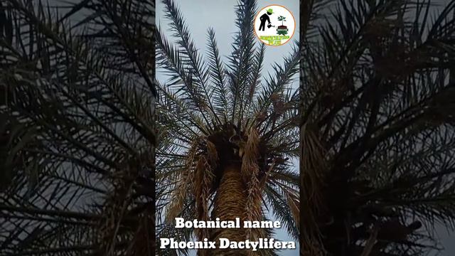 Phoenix Date palm || Evergreen plant смотреть онлайн