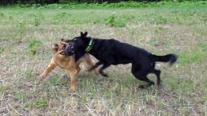 Когда собаки дерутся, что делать? Выпуск 9.