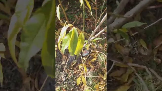 Что делать, если персик растет в два ствола смотреть онлайн