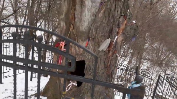 Дуб Петра 1.Свенский монастырь рядом.Брянск 13 января 2023 год