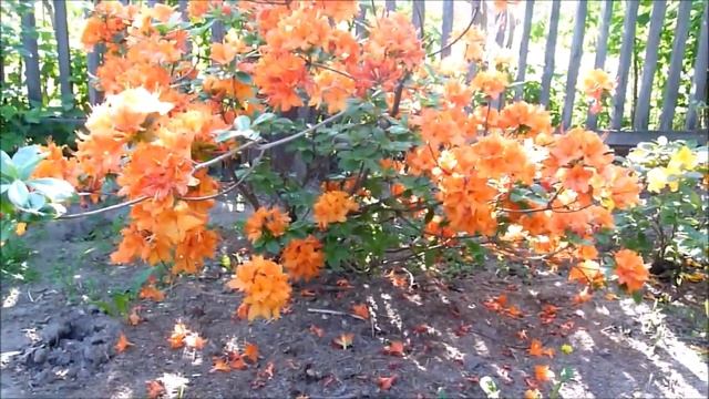 месяц май заморозки,болезни и цветение рододендрона смотреть онлайн