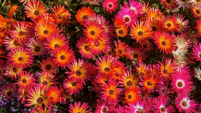 Картинка цветы. Мезембриантемум, суккулентное растение. Bunga Gambar. Mesembryantemum