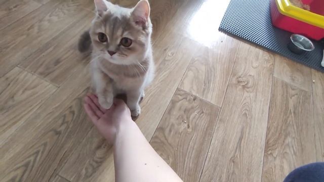 Вот Что Значит УМНАЯ КОШКА | My Fun Pets смотреть онлайн