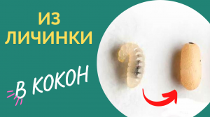 Как личинка муравья превращается в КОКОН. Муравьи Neoponera villosa