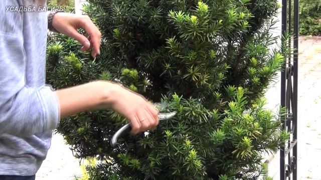 Декоративная стрижка тиса (ч.2).