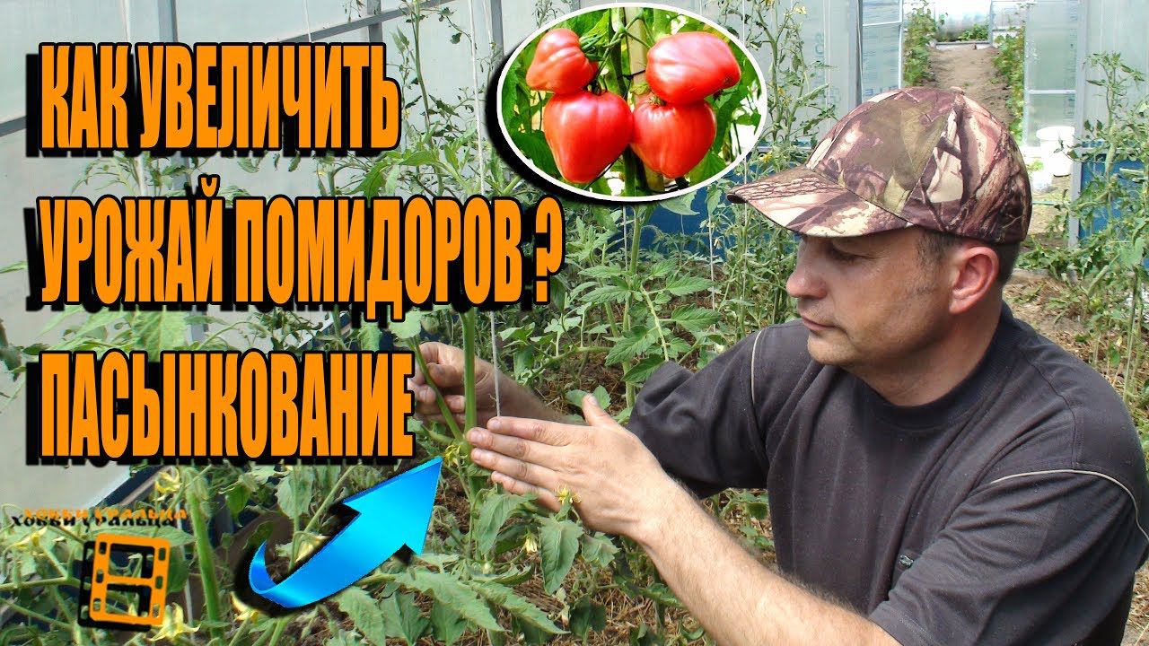 ПАСЫНКОВАНИЕ ПОМИДОРОВ. КАК УВЕЛИЧИТЬ УРОЖАЙ ТОМАТОВ? САД (ОГОРОД) И ТЕПЛИЦА смотреть онлайн