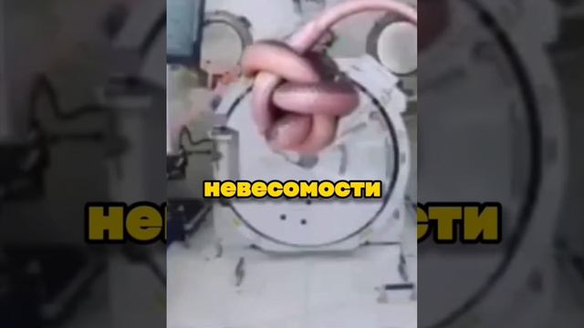 ЖИВОТНЫЕ В НЕВЕСОМОСТИ смотреть онлайн