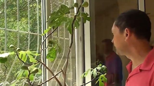 Инжир на подоконнике Мир экзотических растений смотреть онлайн