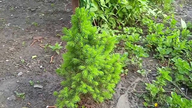 Красотка хвойных в моем саду. смотреть онлайн