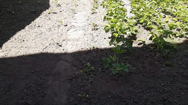 ИЗБЕЖАЛИ ПОЖАРА!!! ГОТОВИМСЯ К СЕЗОНУ смотреть онлайн