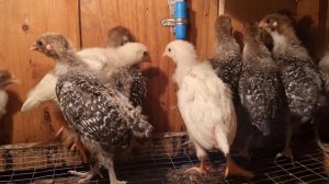 Порода кур Леггорн. Цыплята. Что надо знать?  Leghorn chicken breed. Chickens.
