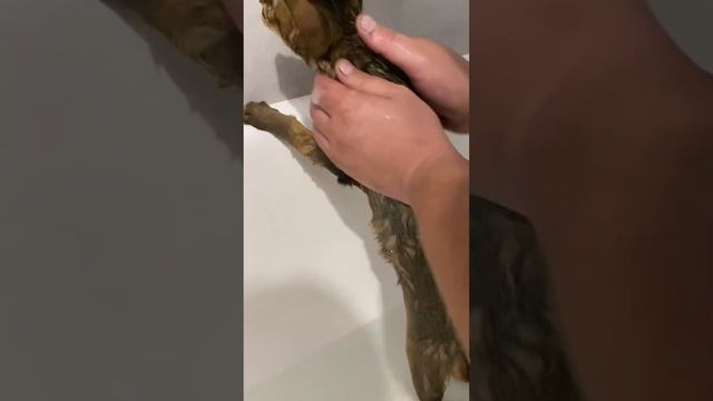 КАк ПоМыть кота, страх кота, обрезали половину видео ? (тест полотенца для сушки животных) смотреть онлайн