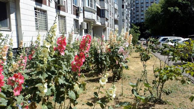 МОСКВА. МАЛЬВА В САХАРЕ смотреть онлайн