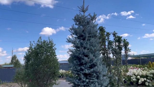 Наши красивые растения. Роял Гарден. Казань. смотреть онлайн