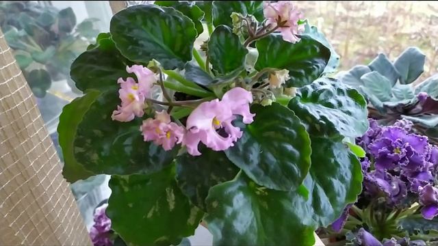 ПЕРВОЕ ЦВЕТЕНИЕ ФИАЛОК. СЕНПОЛИЯ KZ- ДАНОЧКА. ОБЗОР. смотреть онлайн