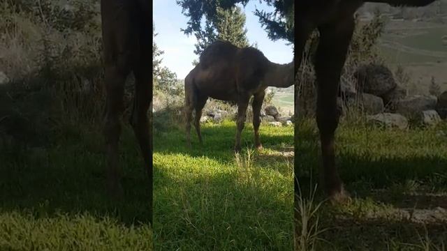 Одногорбый верблюд Camelus dromedarius смотреть онлайн