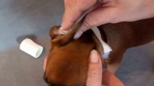 Как подклеить ушки щенку гриффона. Модель - щенок пти брабансона питомник Скарадомка.