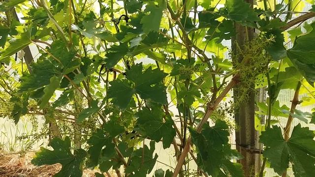 Калининградский виноград. Юлиан в июне. смотреть онлайн