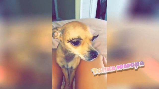 Я РЖАЛ ЦЕЛЫЙ ЧАС /СМЕШНЫЕ ЖИВОТНЫЕ/ ПОПРОБУЙ НЕ ЗАСМЕЯТЬСЯ/ЛУЧШИЕ ПРИКОЛЫ/ЗВЕРИ#17 смотреть онлайн