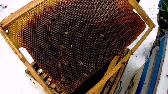 Проблемная семья на пасеке 2021г. Основная проблема гибели пчел зимой смотреть онлайн