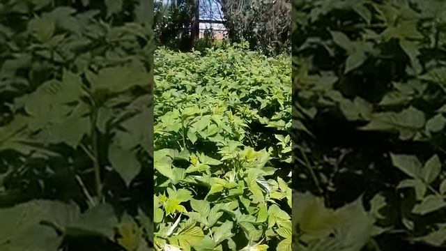 КАК ВЫРАСТИТЬ МАЛИНУ ЭКОЛОГИЧЕСКИ ЧИСТУЮ НА ВАШЕЙ ДАЧЕ! смотреть онлайн