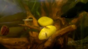 Срочно помогите!!!Глисты. В аквариуме!