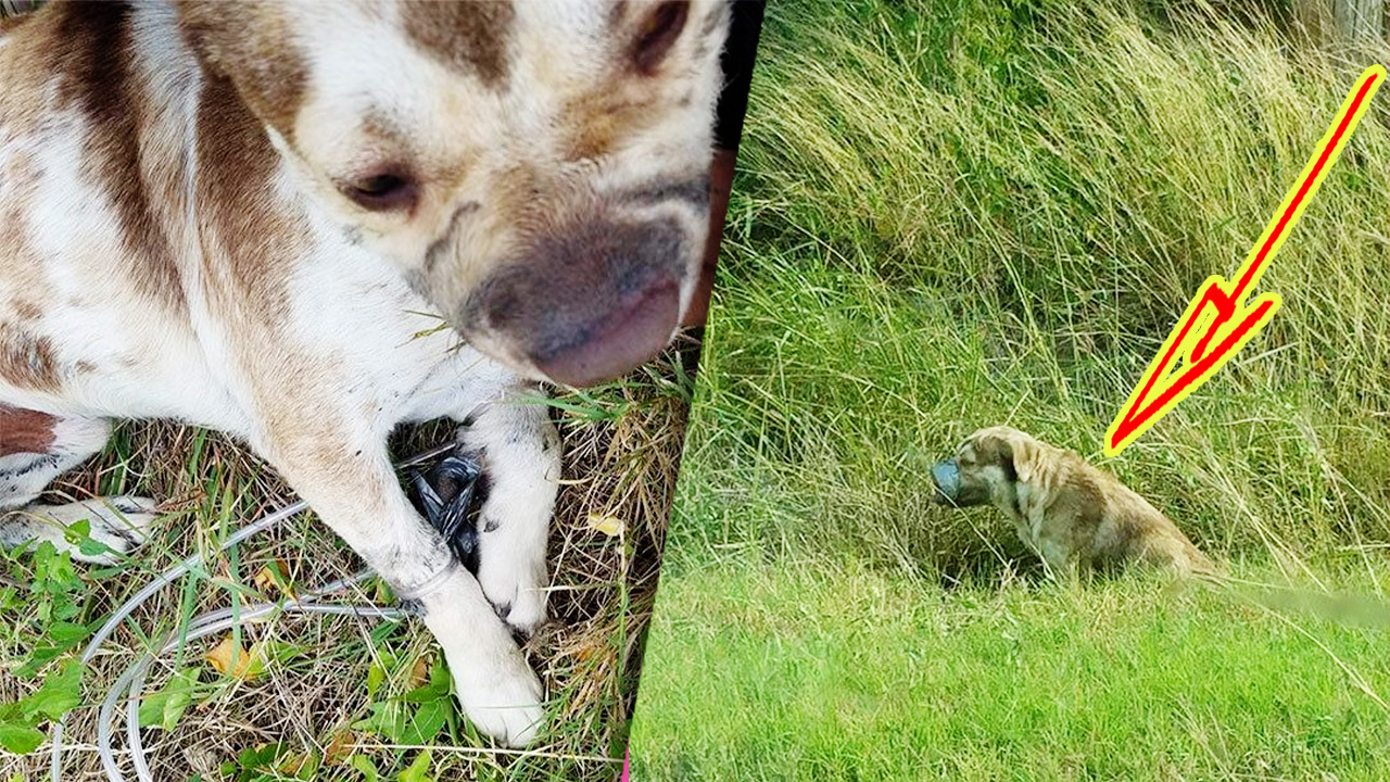 Некоторые люди способны на жестокость, которая просто поражает. смотреть онлайн