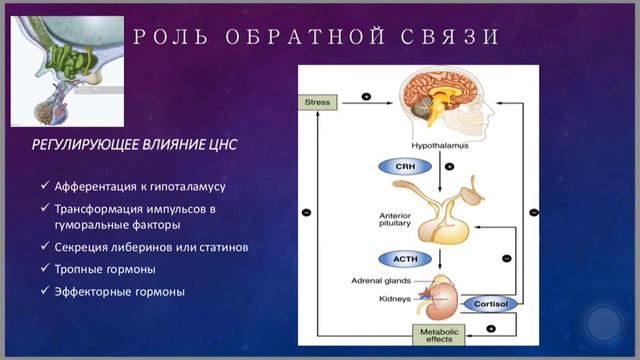 Механизмы регуляции ЖВС. Роль обратной связи. смотреть онлайн