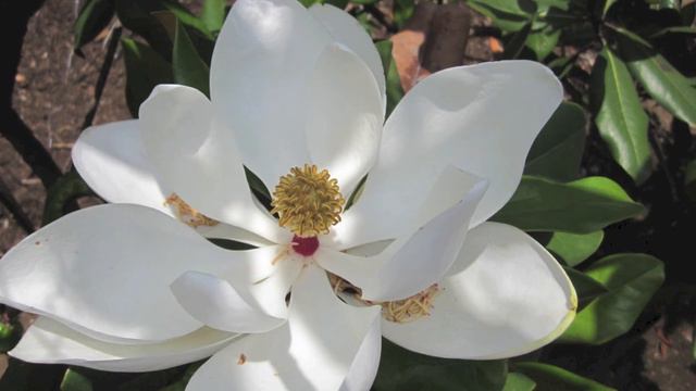 Darío Arellano - Magnolia (DEMO) смотреть онлайн