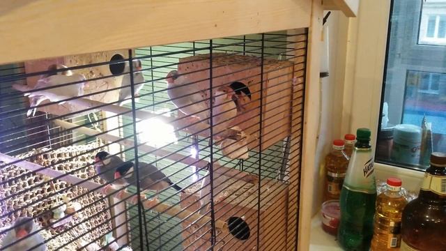 ПТЕНЦЫ РИСОВЫЕ АМАДИНЫ-КОРМЛЕНИЕ)))))