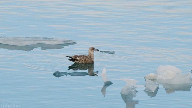 4K Incredible Wild Animals Of The World - Scenic Wildlife Video With Nature Sounds - Part #1