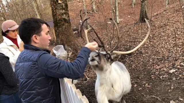 27 декабря в Сочи. Гора Большой Ахун, Южная резиденция Деда Мороза. Кормим оленей. смотреть онлайн