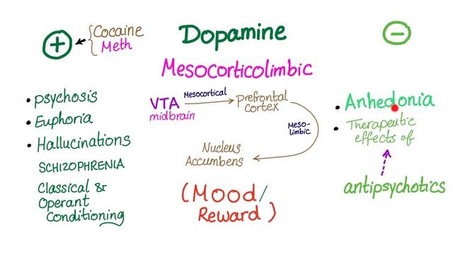 Dopamine & Neural Pathways - Physiology & Pharmacology смотреть онлайн