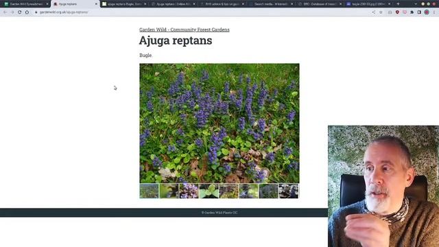 Bugle (Ajuga reptans) смотреть онлайн