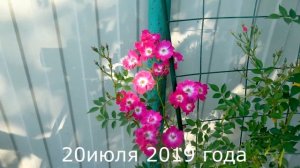 Обзор розы  Либертас (Плетистая) - Libertas  (Tantau 2016)