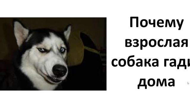 Почему взрослая собака гадит дома смотреть онлайн