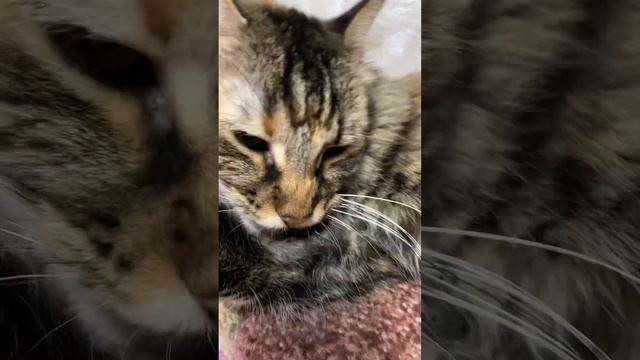 Как жить…#мейнкун смотреть онлайн